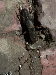 Gryllotalpa australis