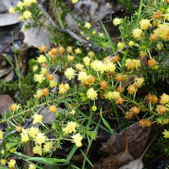 Acacia aculeatissima
