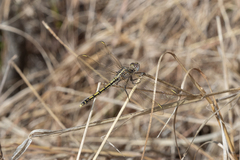 Orthetrum caledonicum