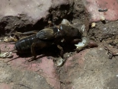 Gryllotalpa australis