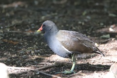 Gallinula chloropus