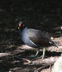 Gallinula chloropus