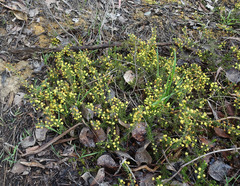 Acacia aculeatissima