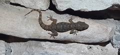 Hemidactylus brookii