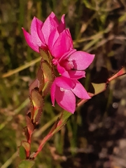 Boronia serrulata