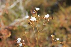 Drosera gigantea