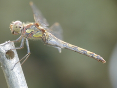 Sympetrum striolatum