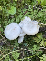 Leucocybe