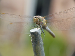 Sympetrum striolatum