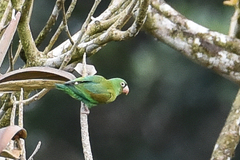 Brotogeris jugularis