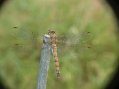 Sympetrum striolatum