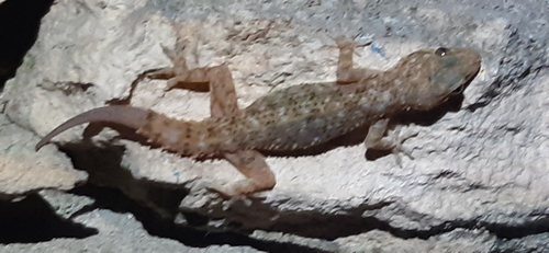 Brook's House Gecko