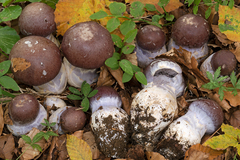 Cortinarius praestans
