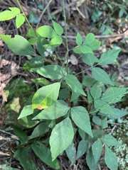 Hylodesmum