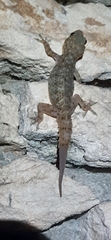 Hemidactylus brookii