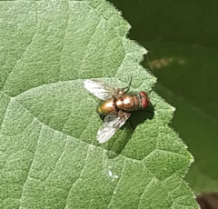 Calyptratae