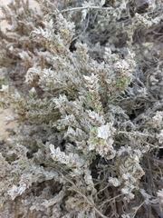 Crucianella maritima