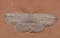 Scopula desita