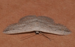 Scopula desita