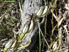 Pterostylis recurva