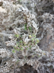 Crucianella maritima