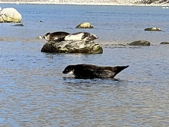 Phoca vitulina vitulina