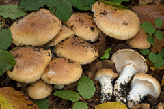 Cortinarius turmalis