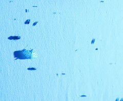 Conchylodes ovulalis