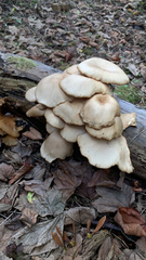 Pleurotus
