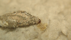 Phereoeca