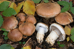Cortinarius vulpinus