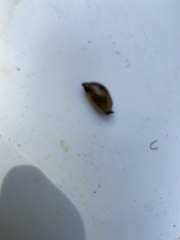 Succinea putris