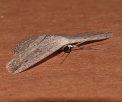 Scopula desita