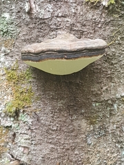 Phellinus igniarius