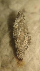 Phereoeca