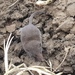 Lesser Dwarf Shrew - Photo (c) pistolpete, some rights reserved (CC BY-NC), uploaded by pistolpete