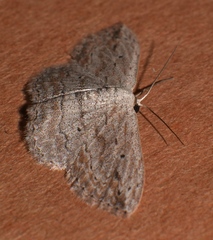 Scopula desita