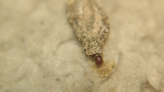 Phereoeca