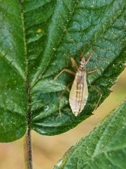 Nabis limbatus