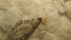 Phereoeca