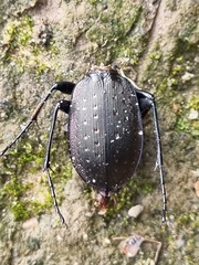 Carabus hortensis