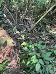 Hylodesmum