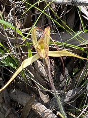 Caladenia polychroma