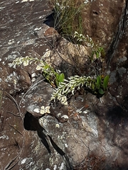 Dendrobium speciosum