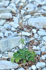 Aquilegia vulgaris