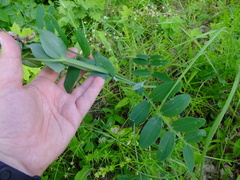 Lathyrus pisiformis