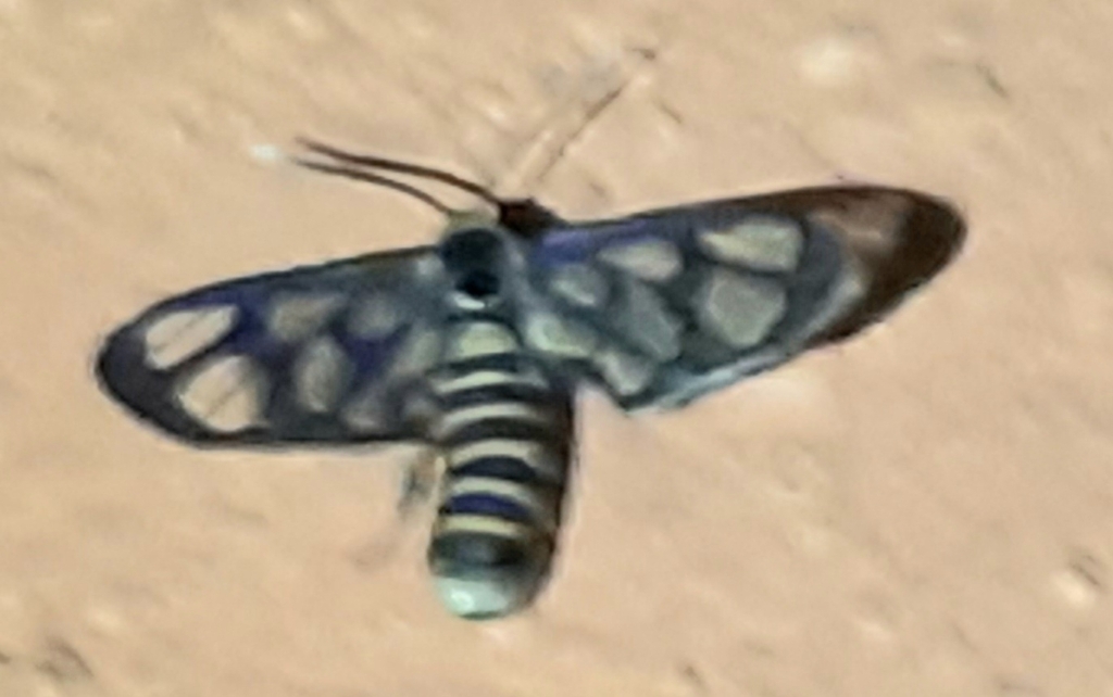 Amata stenozona (Amata stenozona)