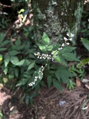 Hylodesmum