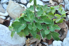 Aquilegia vulgaris