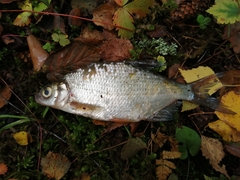 Blicca bjoerkna